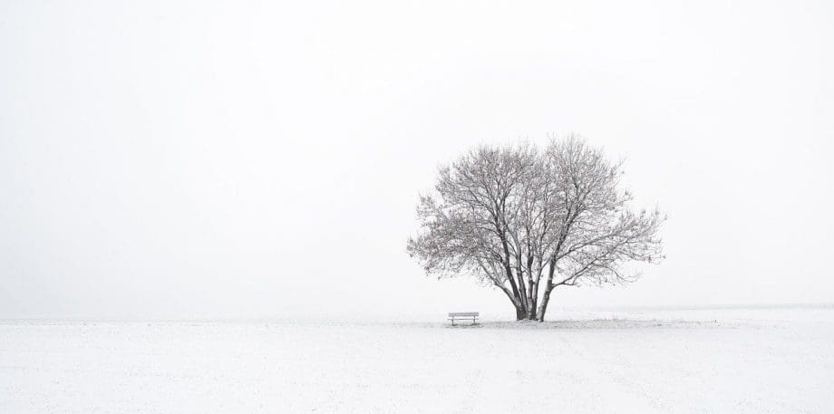 Baum mit Bank