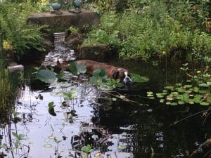 Pepper im Teich