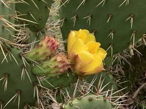 Kaktusblüte