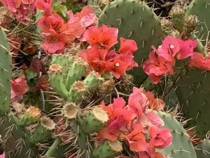Kakteenblüten