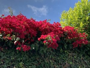 Blumenpracht