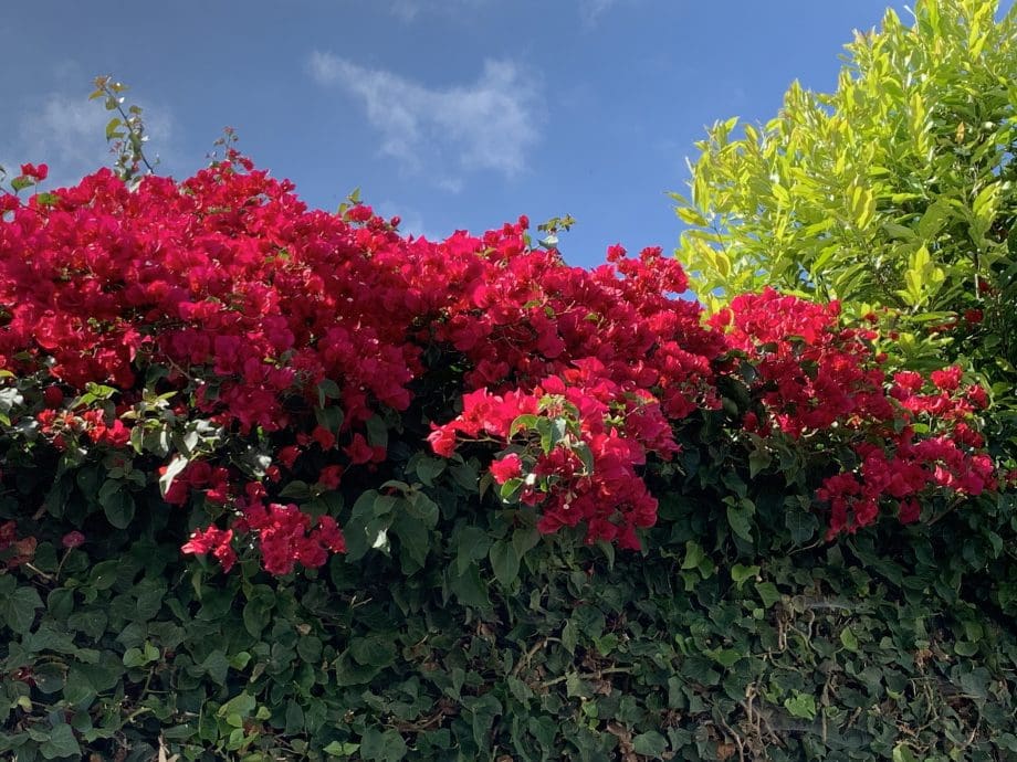 Blumenpracht