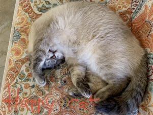 Happy Cat