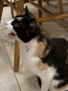 Calico hat Hunger