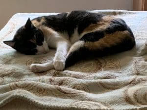 Queen Calico