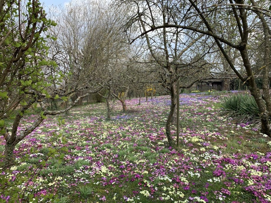 Schrebergarten