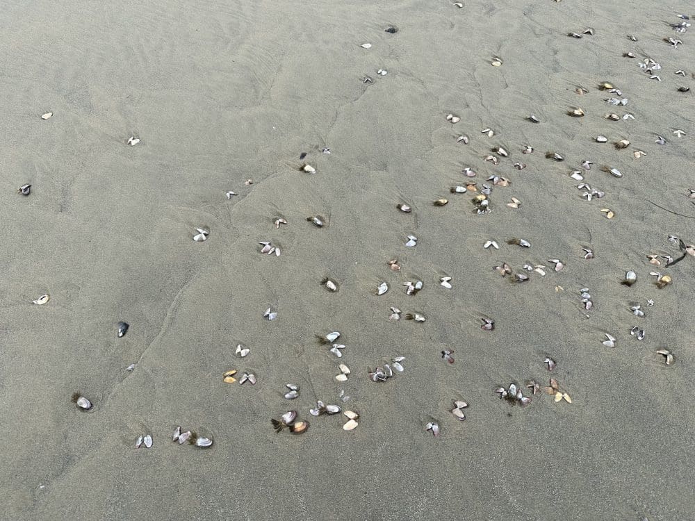 Muscheln