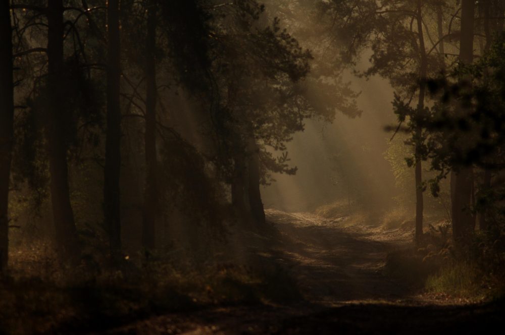 Wald