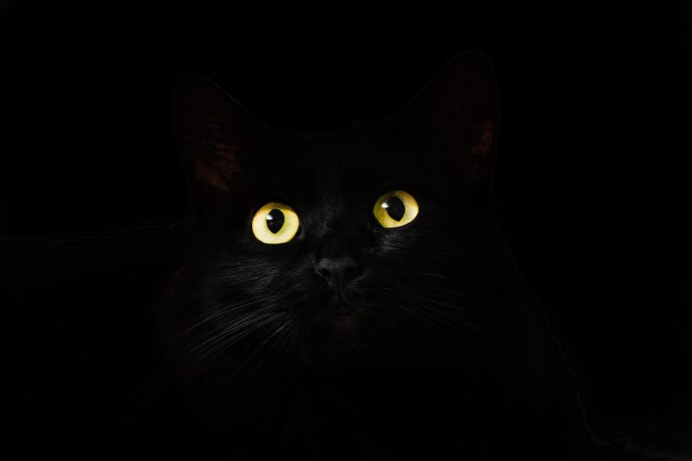 Schwarze Katze