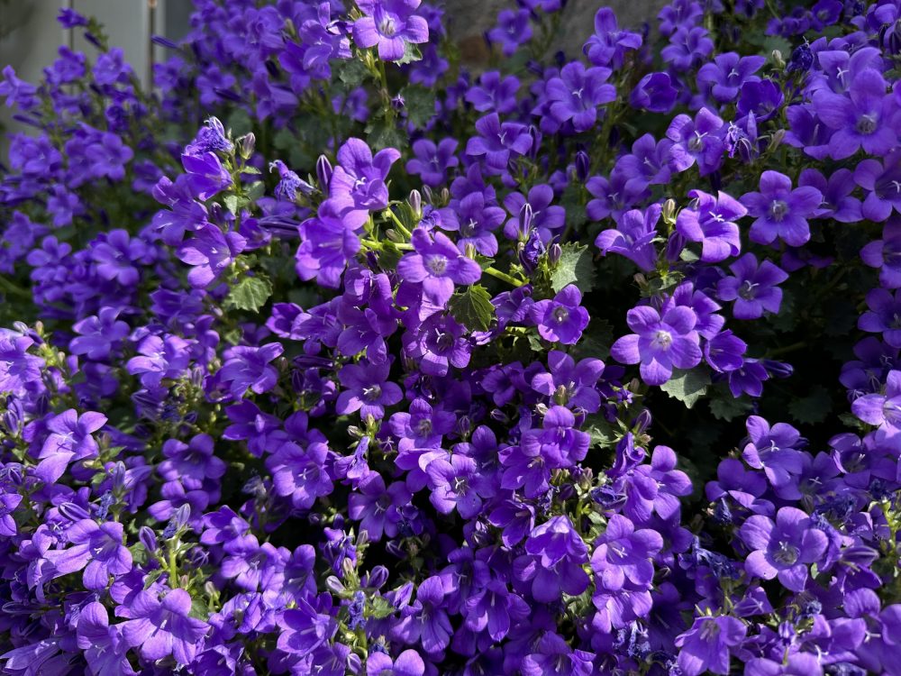 Mauerblümchen