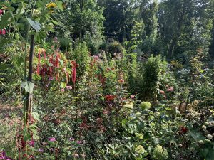 Schrebergarten